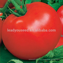 T44 Hongxi indeterminado 300grams peso f1 híbrido melhor sementes de tomate